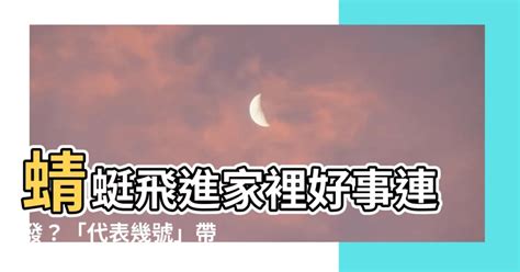 小鳥代表幾號